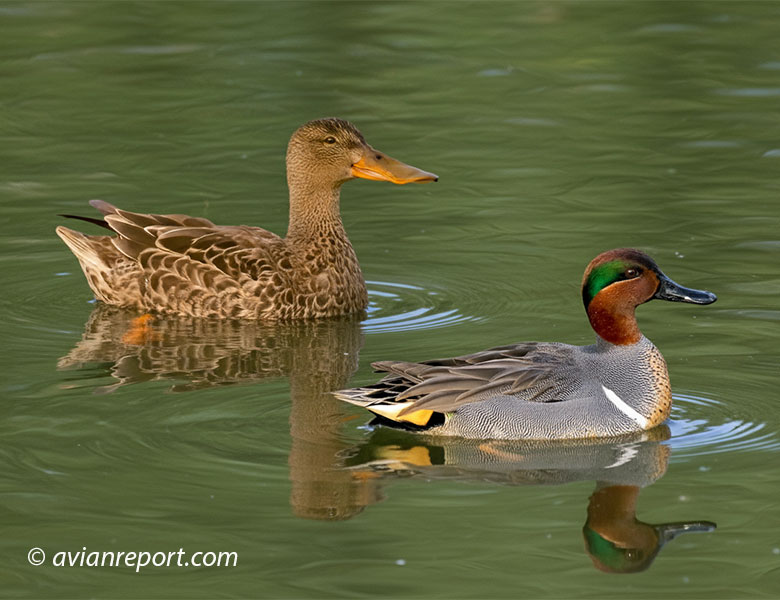 A female northern shoveler and male green-winged teal side by side.