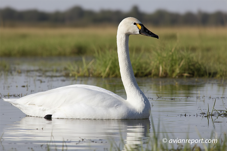 Tundra swan in a natural habitat.