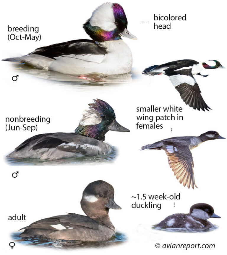 Nccc Goose North Carolina Ducks, Geese, and Swans: A 35 Species ID Guide - Avian ...