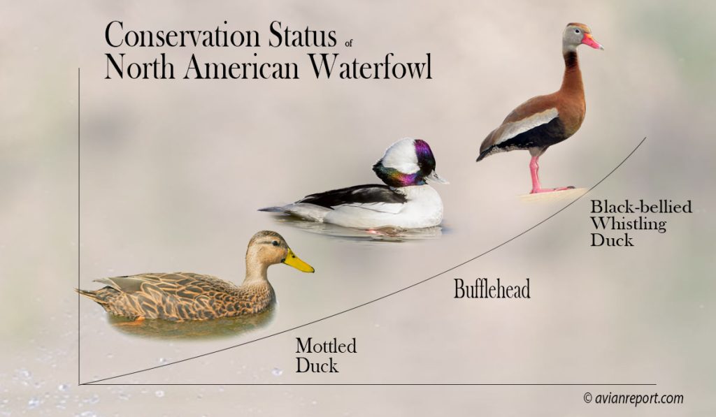 Graph showing a the three species of ducks whose population has changed.