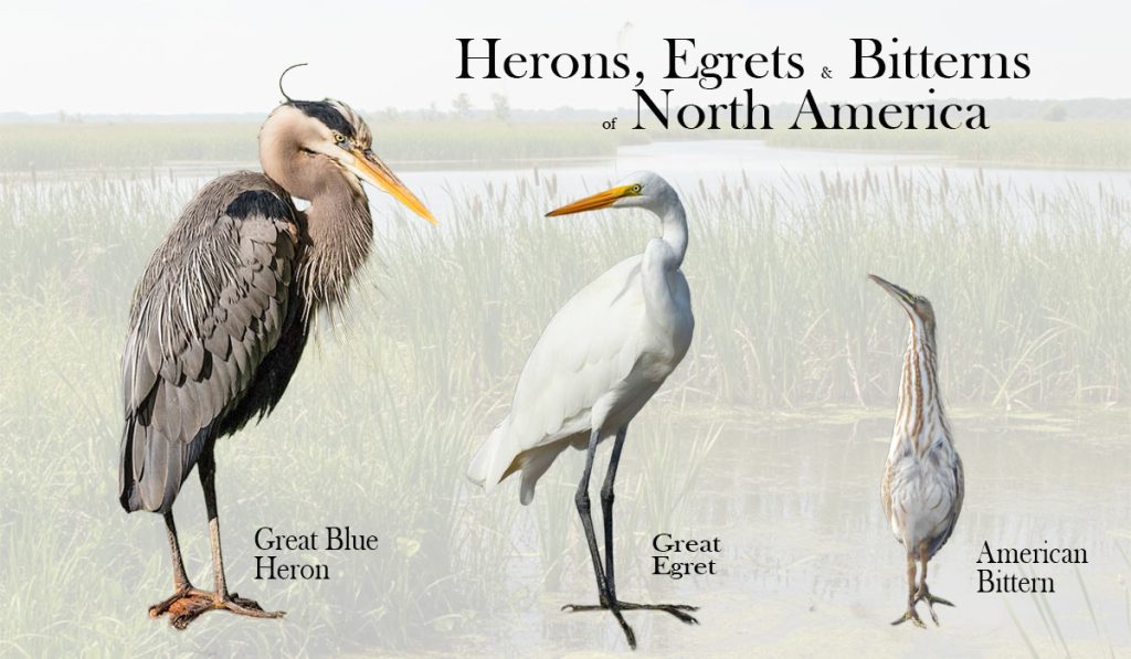 Head image showing a representative of the three subfamilies of herons, egrets, and bittern.