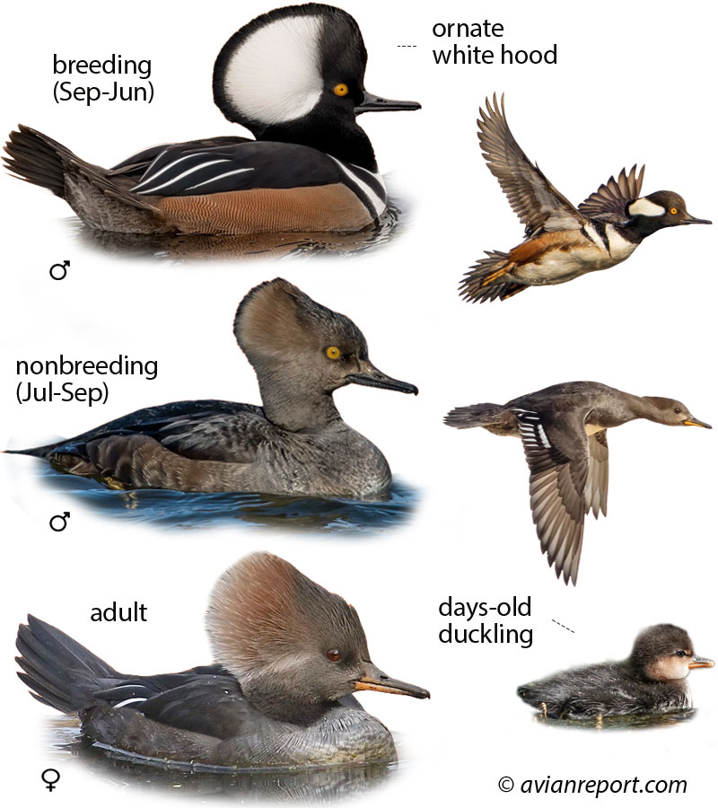 Composite image showing four Hooded Merganser plumages: Male breeding, Female hen, Male non-breeding/eclipse, and Juvenile, highlighting identification field marks.