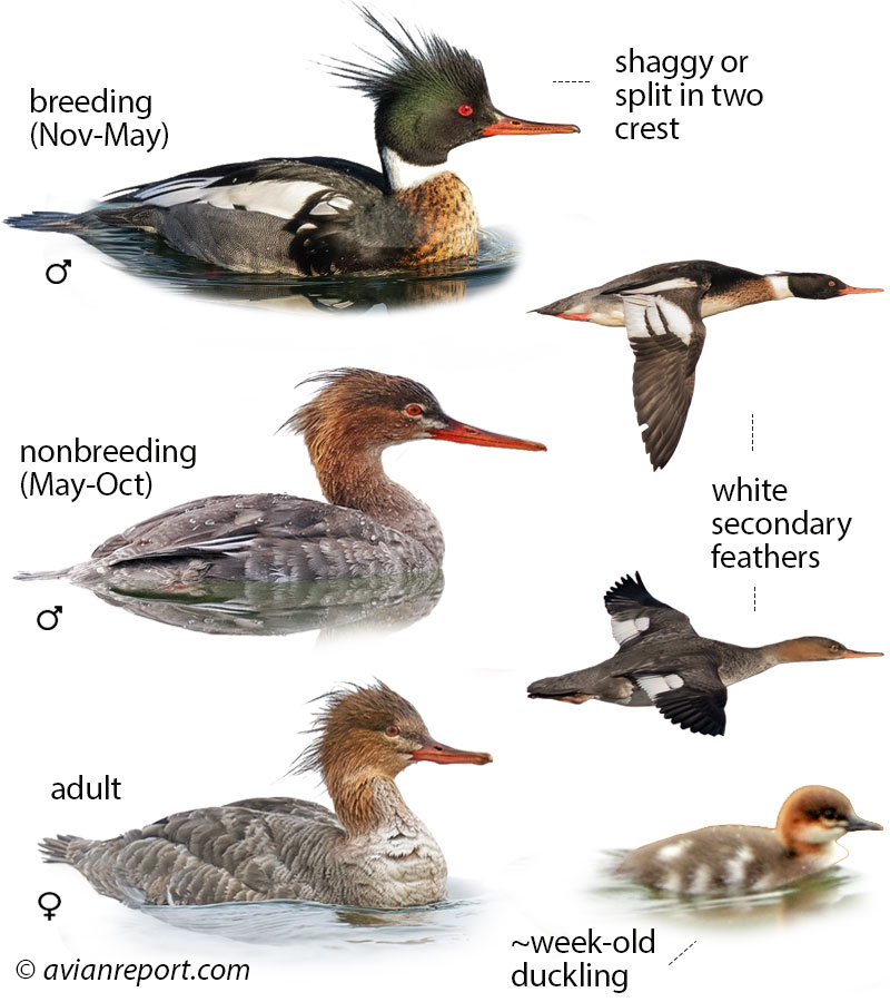 Composite image showing four different plumages of the Common Merganser: Breeding male, nonbreeding male, female, and immature. It also includes a male and female in flight.