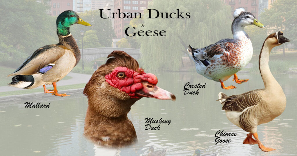 Head image showing a mallard, a crested duck, a Chinese goose, and a close up of the face of a Muscovy Duck. Four species regular in urban ponds.