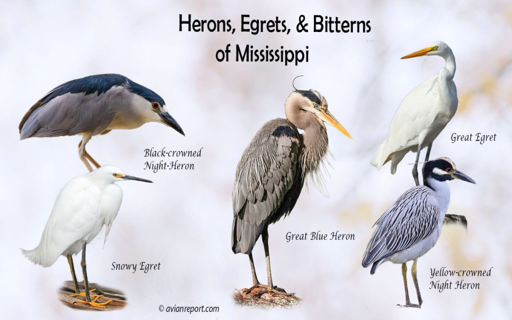 Header image for the Mississippi Herons, Egrets, and Bitterns ID guide, featuring a lineup of five iconic Mississippi wading bird species: Great Blue Heron, Great Egret, Snowy Egret, Black-crowned Night-Heron, and Yellow-crowned Night-Heron.