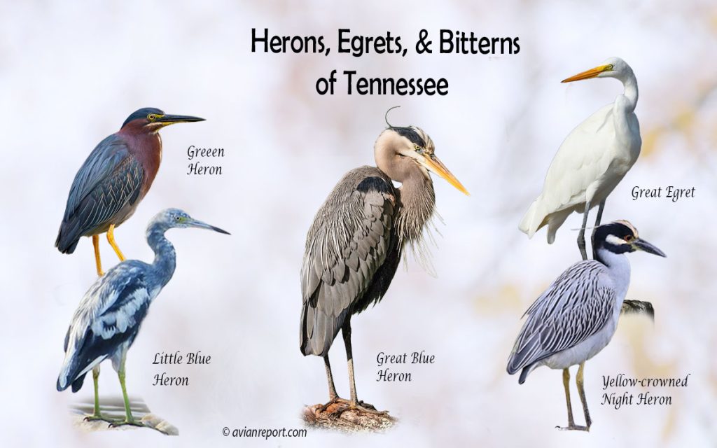 Header image for the Tennessee Herons, Egrets, and Bitterns ID guide, featuring a lineup of five iconic Tennessee wading bird species: Great Blue Heron, Green Heron, Little Blue Heron, and Yellow-crowned Night-Heron.
