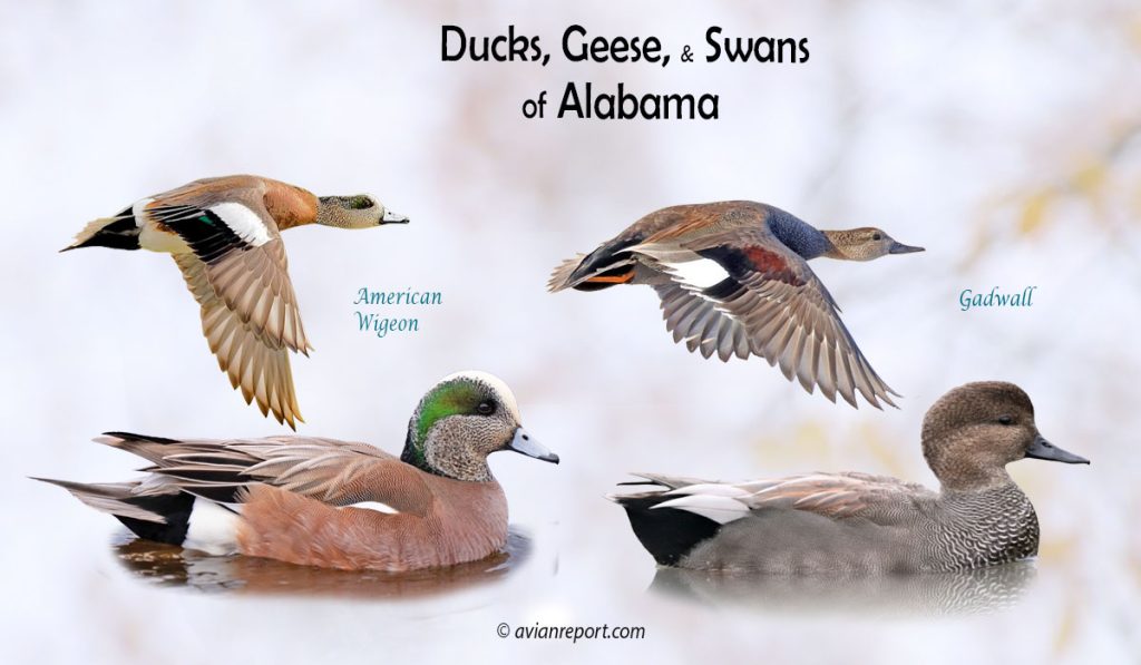 Header image for the Alabama Ducks, Geese, and Swans ID guide, featuring two species of ducks resident in the state: American Wigeon and Gadwall swimming and in flight.