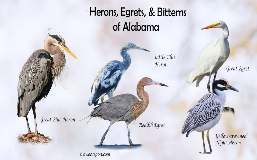 Header image for the Alabama Herons, Egrets, and Bitterns ID guide, featuring a lineup of five iconic Alabama wading bird species: Great Blue Heron, Great Egret, Reddish Egret, Little Blue Heron, and Yellow-crowned Night-Heron.