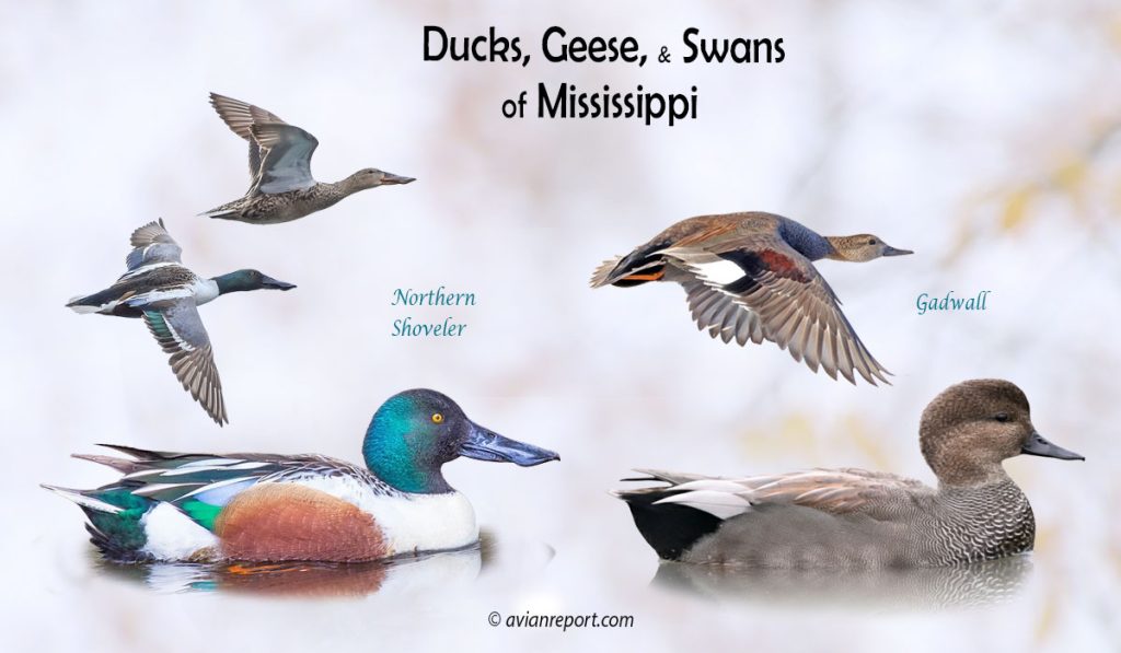 Header image for the Mississippi Ducks, Geese, and Swans ID guide, featuring two species of duck resident in the state: Northern Shoveler and Gadwall swimming and in flight.