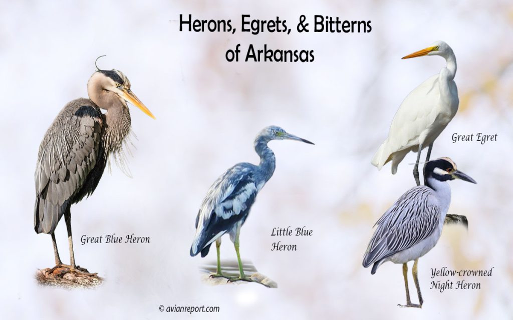 Header image for the Arkansas Herons, Egrets, and Bitterns ID guide, featuring a lineup of five iconic Arkansas wading bird species: Great Blue Heron, Great Egret, Little Blue Heron, and Yellow-crowned Night-Heron.