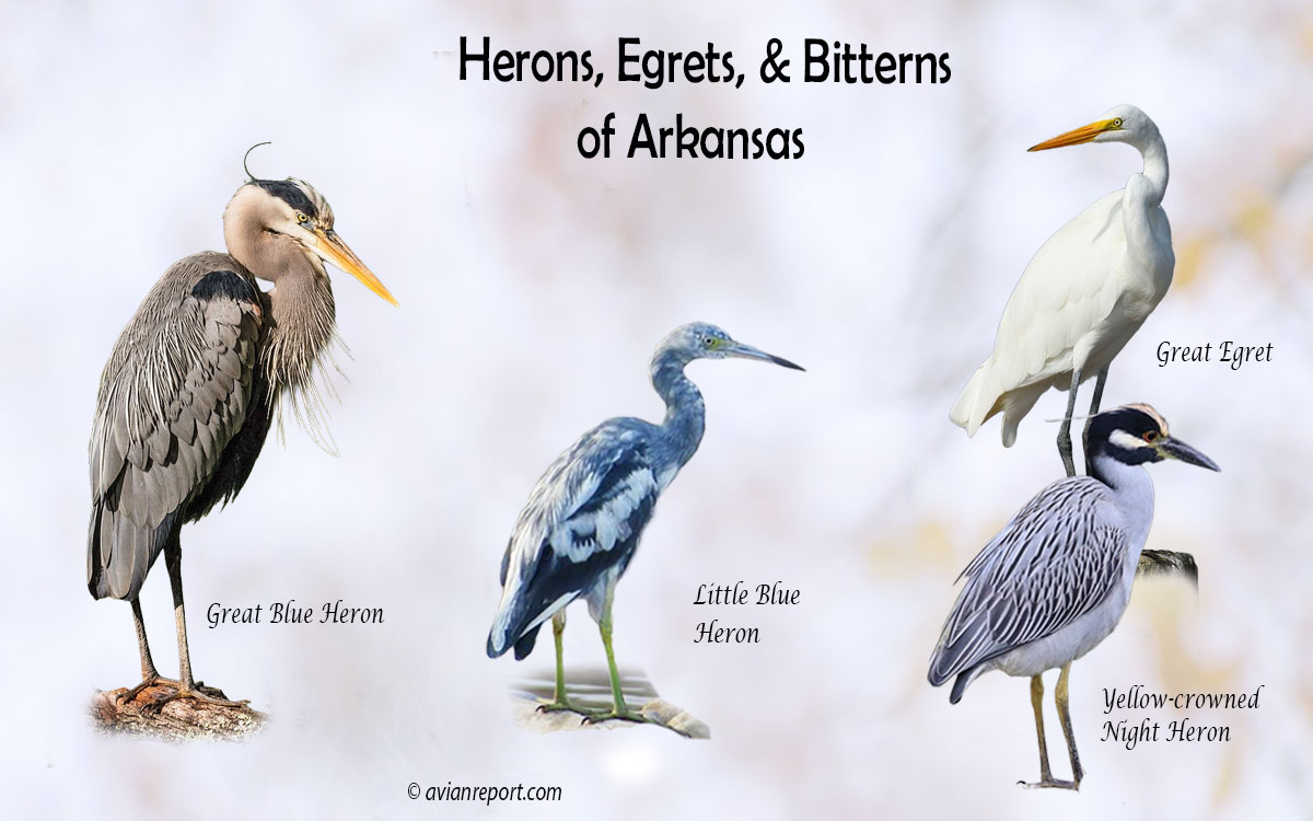 Head image showing 5 species of heron, egrets, and bitterns of Arkansas