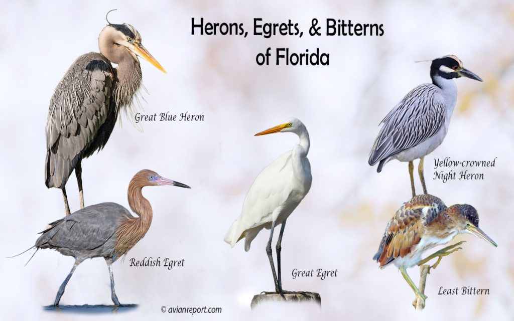 Header image for the Florida Herons, Egrets, and Bitterns ID guide, featuring a lineup of five iconic Florida wading bird species: Great Blue Heron, Great Egret, Reddish Egret, Least Bittern, and Yellow-crowned Night-Heron.