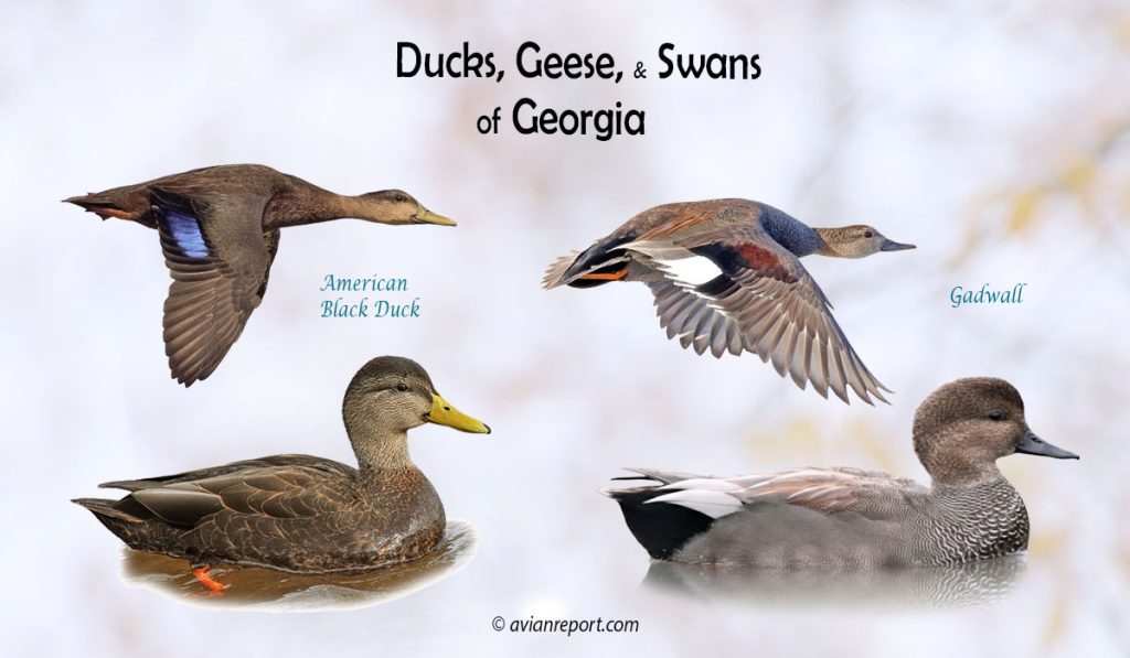 Header image for the Georgia Ducks, Geese, and Swans ID guide, featuring two species of ducks wintering in the state: American Black Duck and Gadwall swimming and in flight.