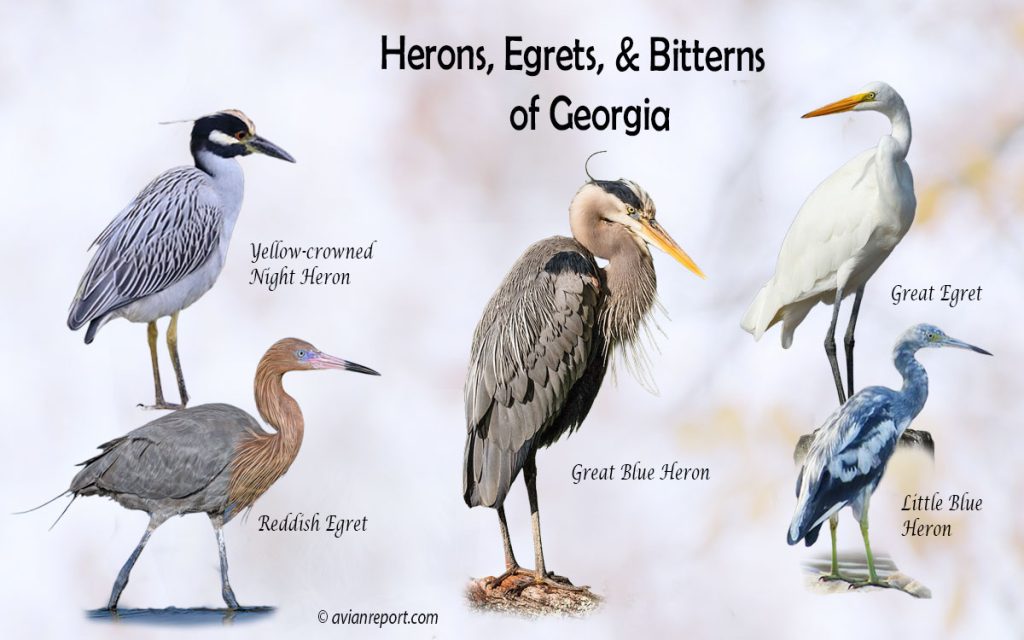 Header image for the Georgia Herons, Egrets, and Bitterns ID guide, featuring a lineup of five iconic Georgia wading bird species: Great Blue Heron, Great Egret, Reddish Egret, Little Blue Heron, and Yellow-crowned Night-Heron.