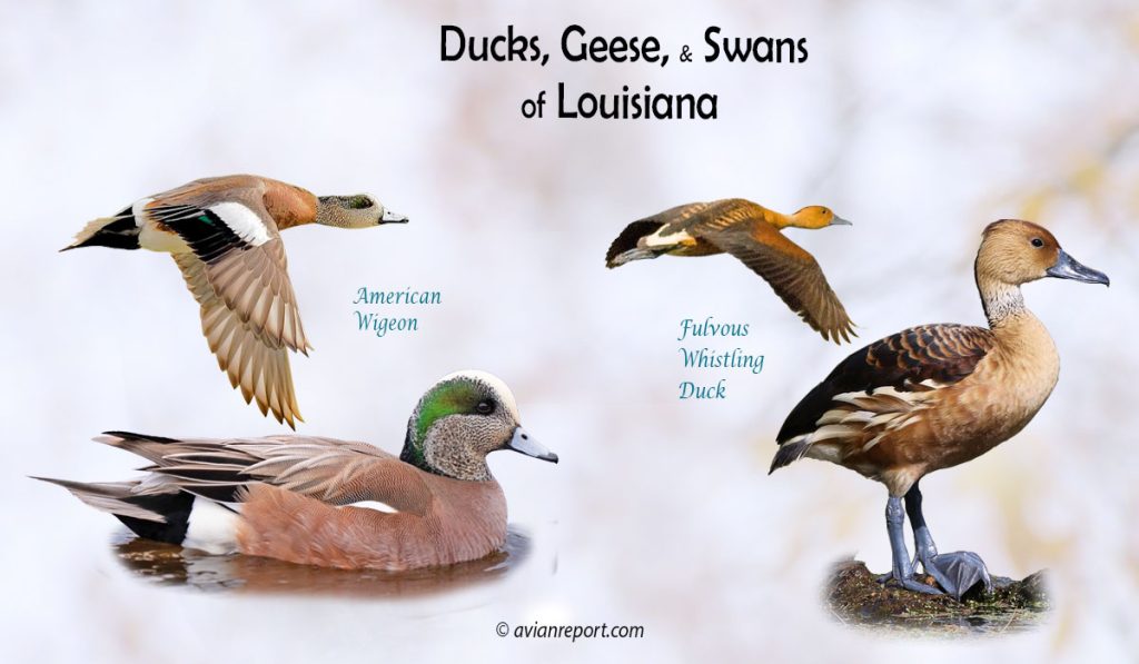 Header image for the Louisiana Ducks, Geese, and Swans ID guide, featuring two species of duck resident in the state: Fulvous Whistling-Duck and American Wigeon swimming and in flight.