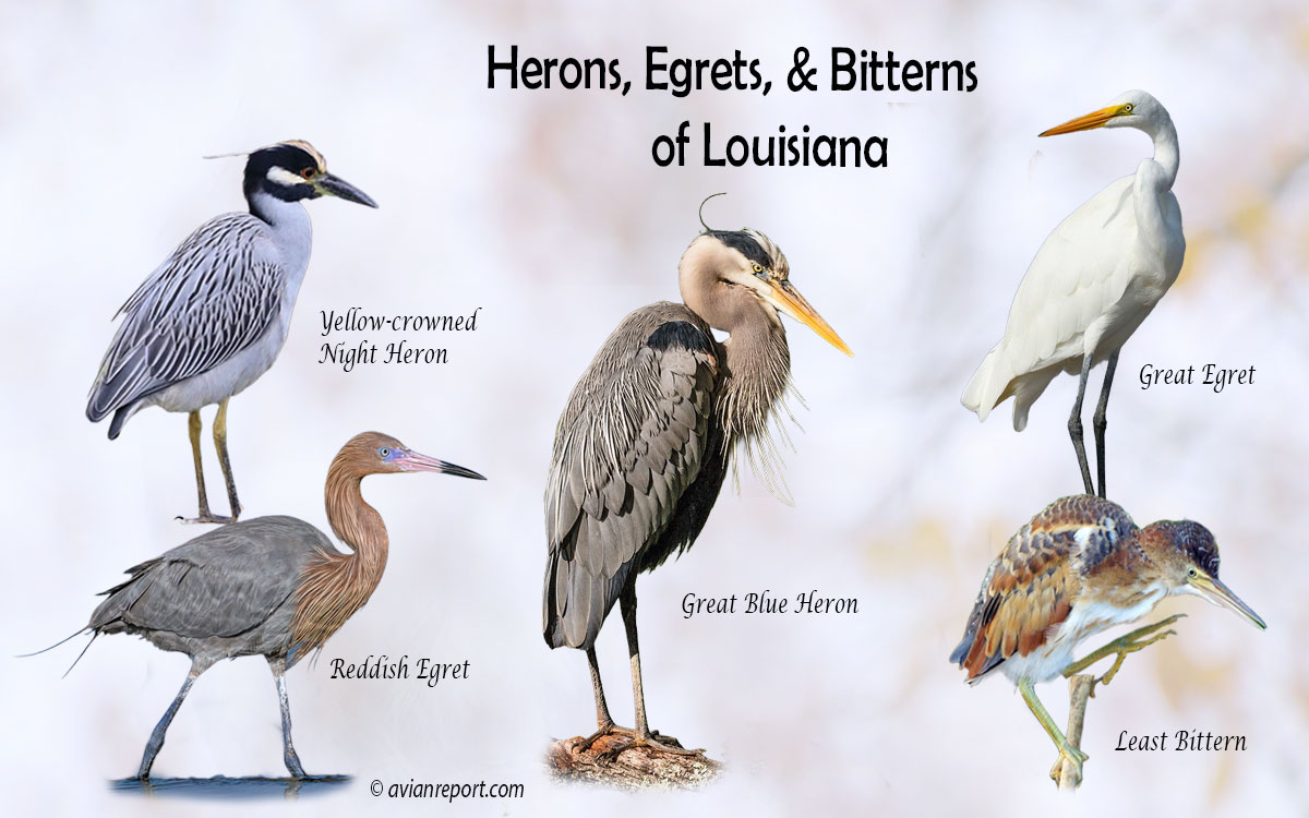 Header image for the Louisiana Herons, Egrets, and Bitterns field guide, featuring a lineup of five iconic Louisiana wading bird species: Great Blue Heron, Great Egret, Yellow-crowned Night-Heron, Reddish Egret, and Least Bittern.