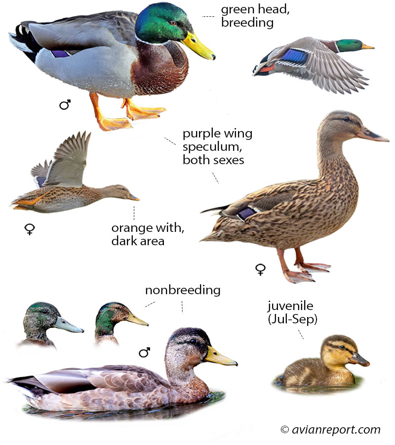 Identification guide illustration showing multiple plumage stages of the Mallard. Includes adult drake (breeding and eclipse), hen, juvenile, and three birds in flight, clearly detailing key visual field marks for identification.