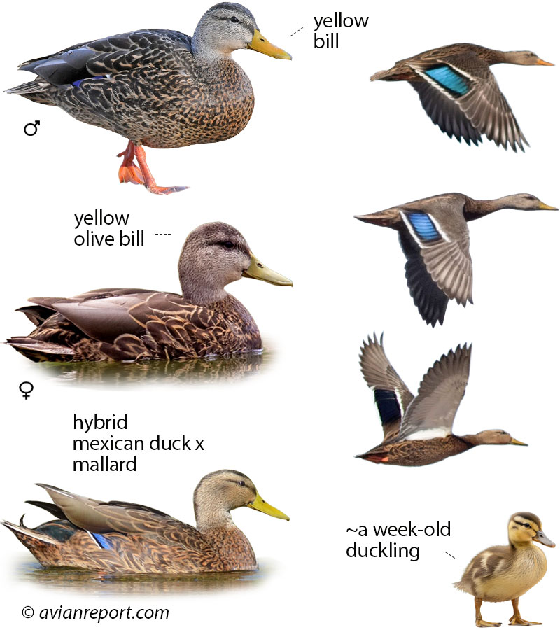 Identification guide illustration showing multiple plumage stages of the Mexican Duck. Includes adult drake (breeding and eclipse), hen, juvenile, and three birds in flight, clearly detailing key visual field marks for identification.