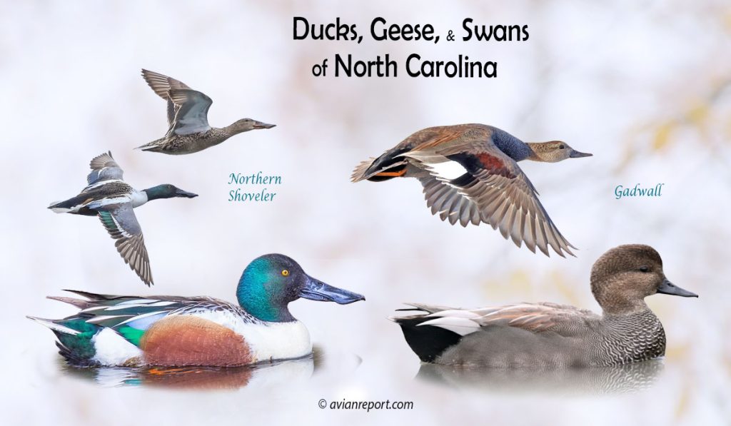 Header image for the North Carolina Ducks, Geese, and Swans ID guide, featuring two species of ducks wintering in the state: Northern Shoveler and Gadwall swimming and in flight.