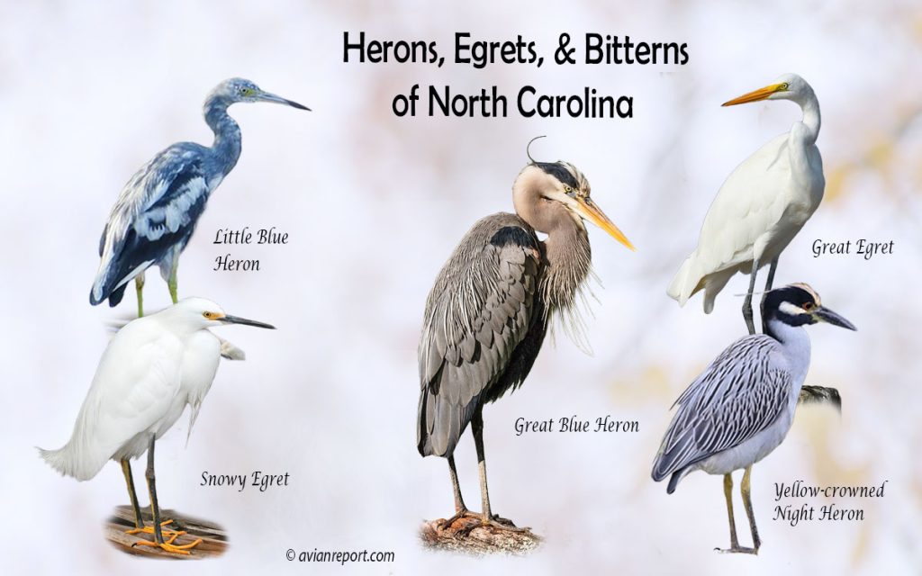 Header image for the North Carolina Herons, Egrets, and Bitterns ID guide, featuring a lineup of five iconic North Carolina wading bird species: Great Blue Heron, Great Egret, Snowy Egret, Little Blue Heron, and Yellow-crowned Night-Heron.