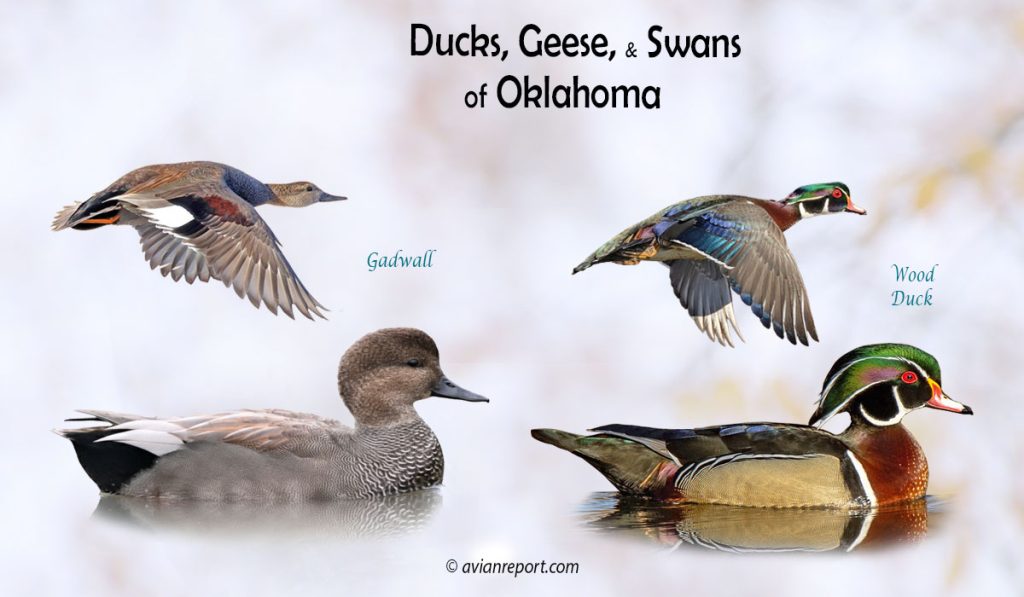 Header image for the Oklahoma Ducks, Geese, and Swans ID guide, featuring two species of duck resident in the state: Wood Duck and Gadwall swimming and in flight.