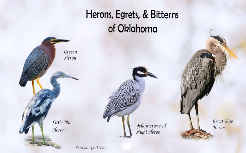 Header image for the Oklahoma Herons, Egrets, and Bitterns ID guide, featuring a lineup of five iconic Oklahoma wading bird species: Great Blue Heron, Green Heron, Little Blue Heron, and Yellow-crowned Night-Heron.
