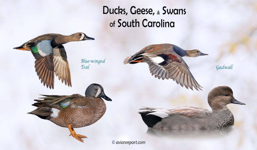 Header image for the South Carolina Ducks, Geese, and Swans ID guide, featuring two species of ducks resident in the state: Blue-winged Teal and Gadwall swimming and in flight.