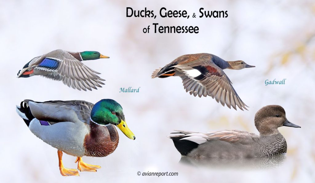 Header image for the Tennessee Ducks, Geese, and Swans ID guide, featuring two species of ducks resident in the state: Mallard and Gadwall swimming and in flight.