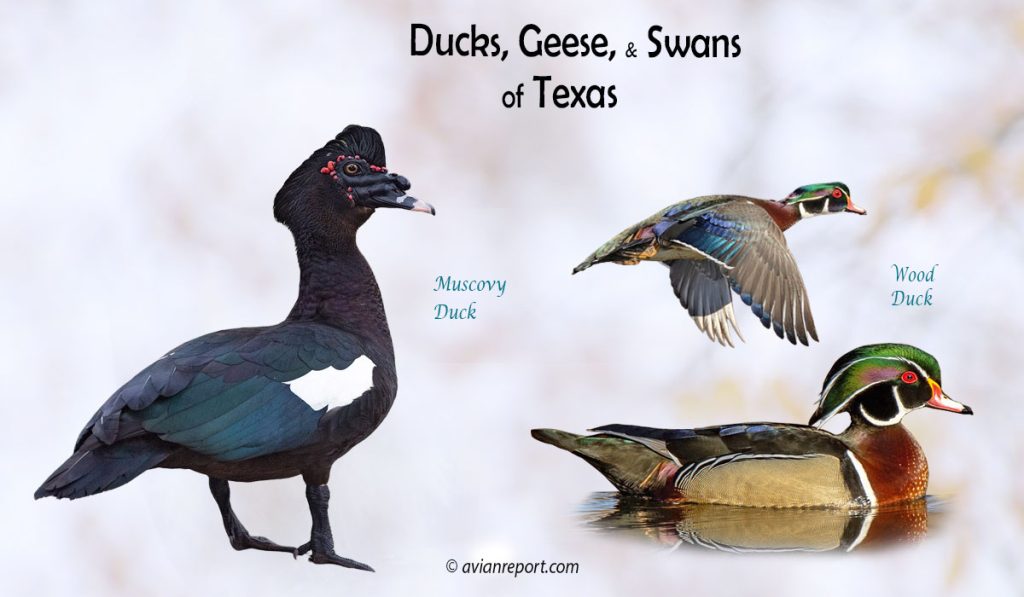 Header image for the Texas Ducks, Geese, and Swans ID guide, featuring two species of ducks resident in the state: Muscovy Duck and Wood Duck swimming and in flight.