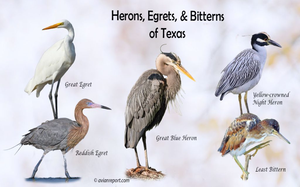 Header image for the Texas Herons, Egrets, and Bitterns ID guide, featuring a lineup of five iconic Texas wading bird species: Great Blue Heron, Great Egret, Reddish Egret, Least Bittern, and Yellow-crowned Night-Heron.
