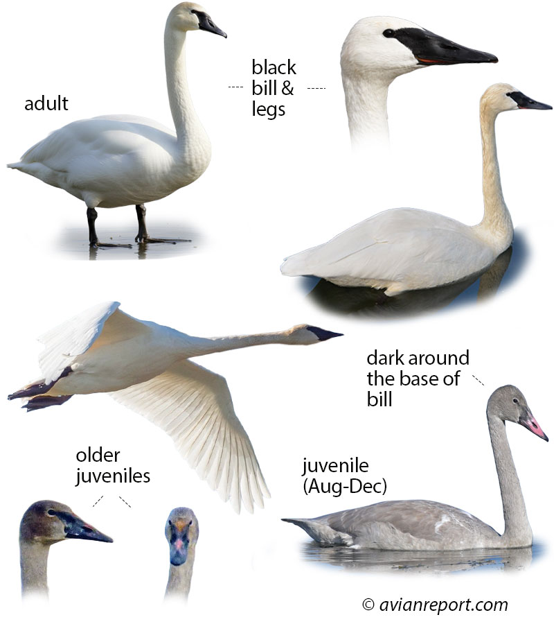 Identification guide illustration showing multiple plumage stages of the Trumpeter Swan. Includes adult, juveniles, and two birds in flight, clearly detailing key visual field marks for identification.