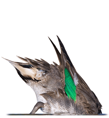 Green-winged Teal Dabbling,  tipping its head and neck into the water-icon