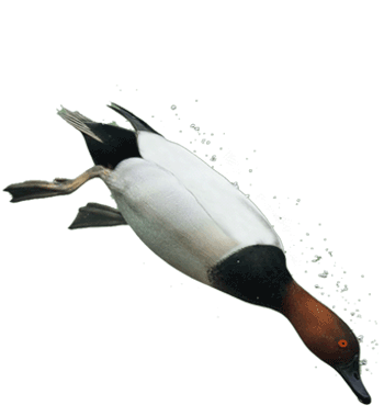 Canvasback icon or a diving duck.