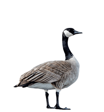 Canada Goose icon for the Geese category.