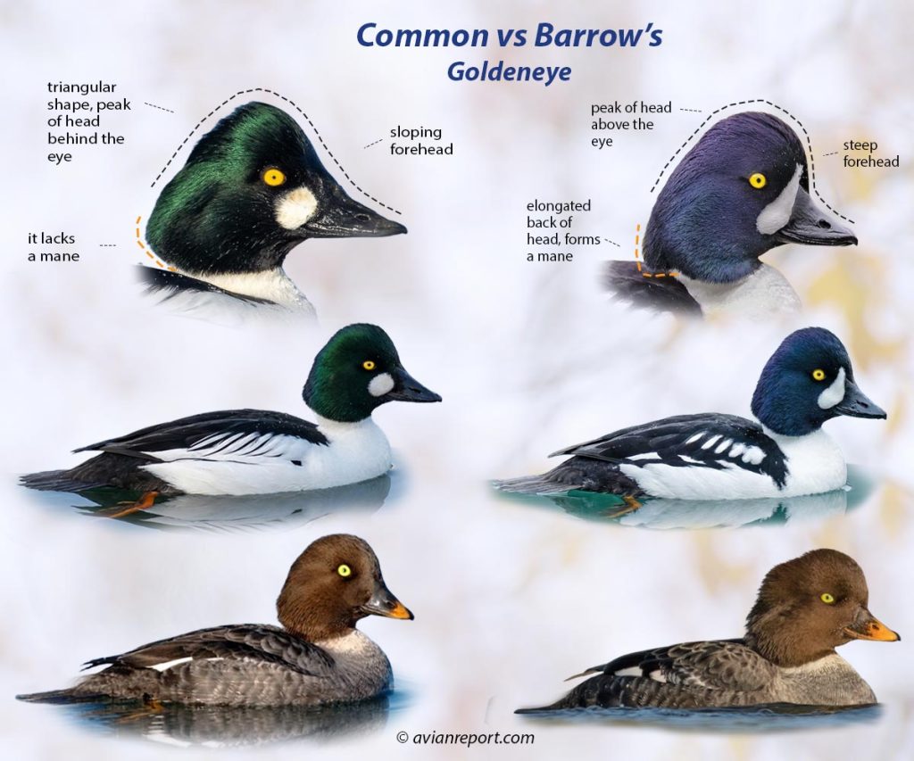 Header image for the Common vs. Barrow’s Goldeneye Identification guide featuring whole body males and females and cut outs of the heads of each species showing specific field marks.