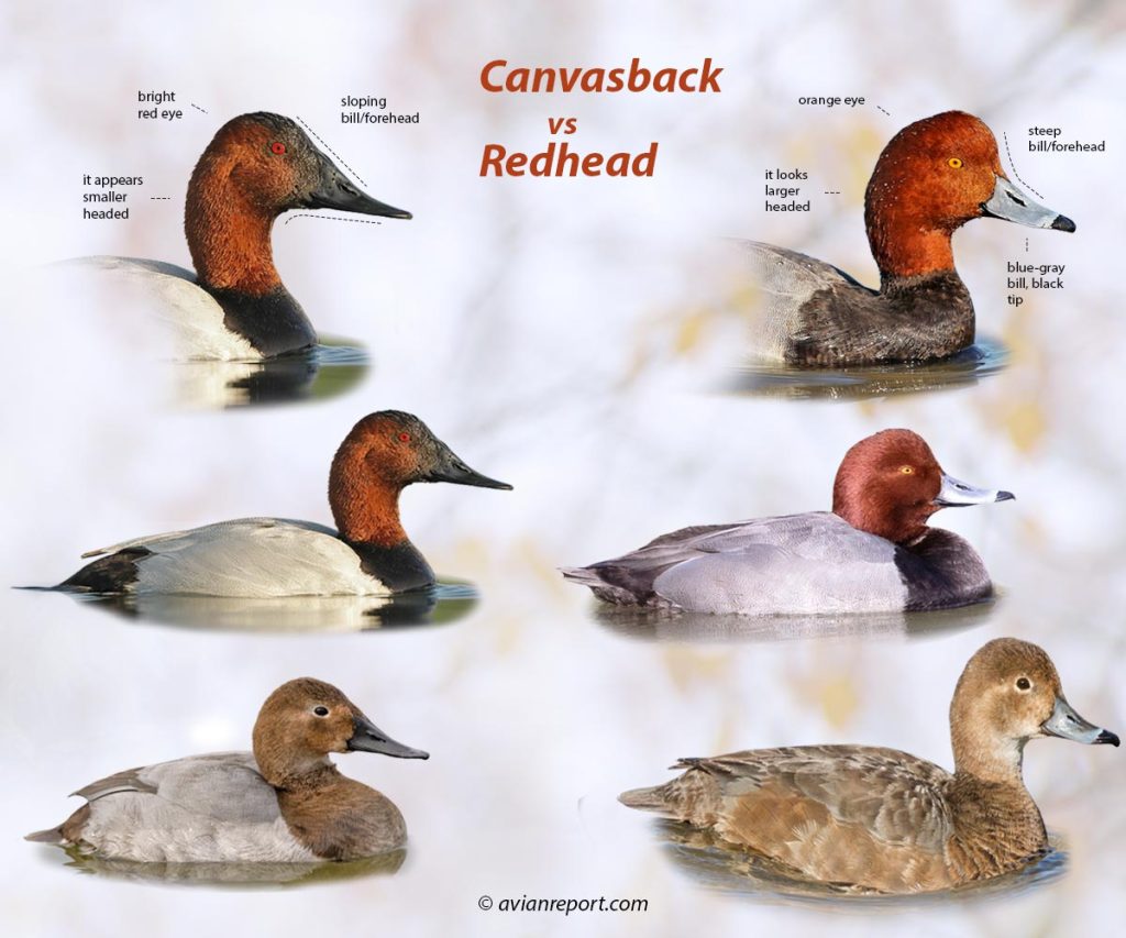 Header image for the Canvasback vs. Redhead ducks Identification guide featuring whole body males and females and cut outs of the heads of each species showing specific field marks.