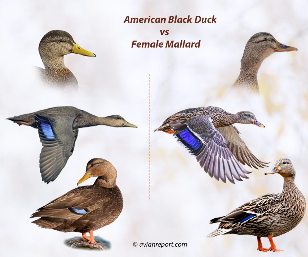 Header image for the American Black Duck vs. female Mallard Identification guide featuring whole body males and females swimming and in flight. Also cut outs of the heads of each species showing specific field marks.