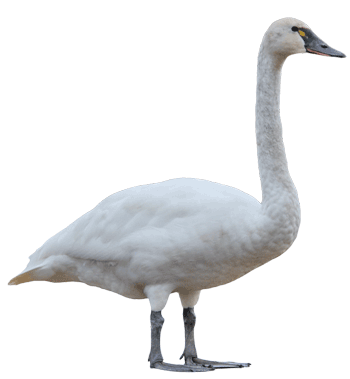 Tundra Swan icon for the swan category.