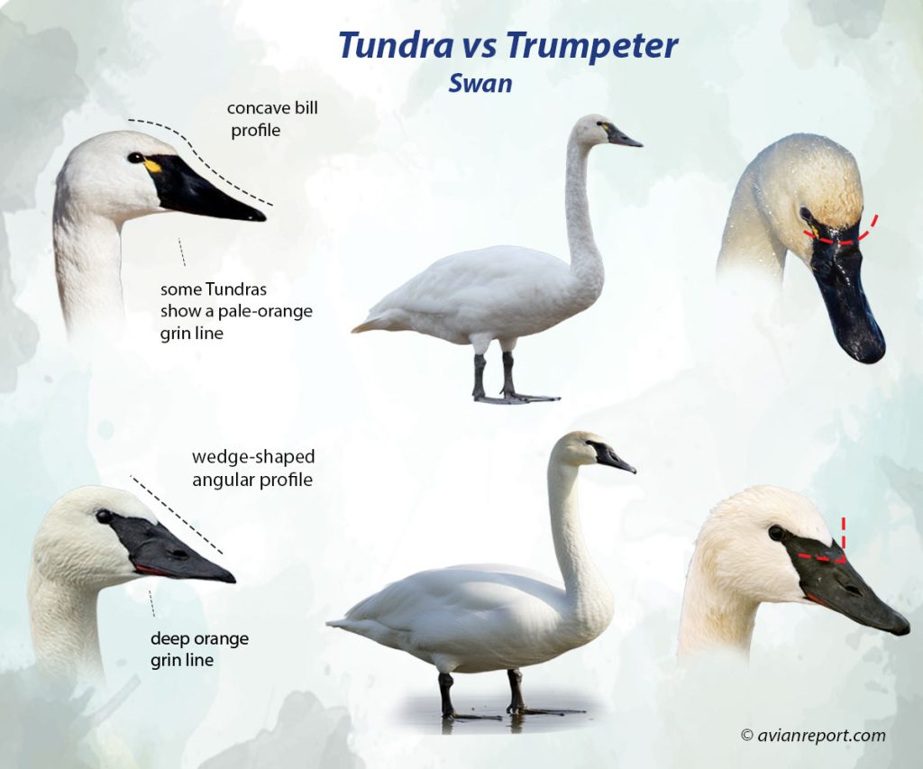 Header image for the “Tundra vs Trumpeter Swan: Key ID Field Marks Explained”, featuring head profiles, body comparisons, and specific aspects that help with the identification of Trumpeter and Tundra Swans.