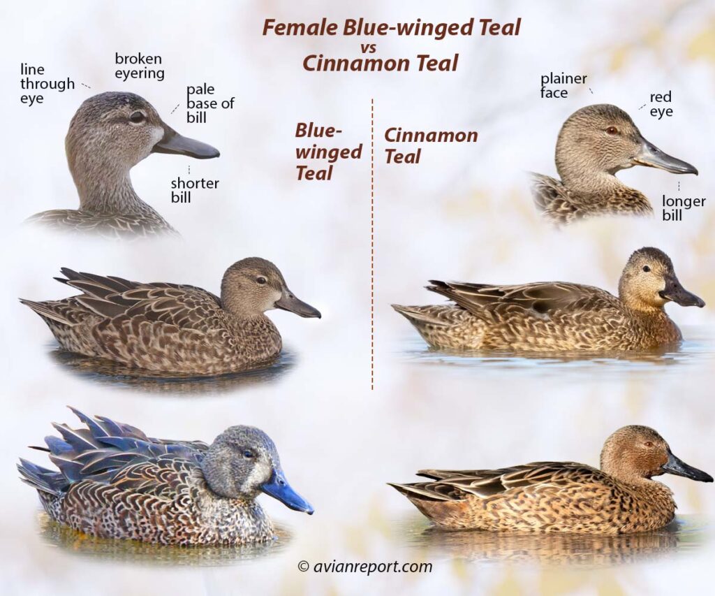 Header image illustrating the main differences between female Blue-winged Teal and Cinnamon Teal. Head, female, en male eclipse plumage are portrayed side by side.