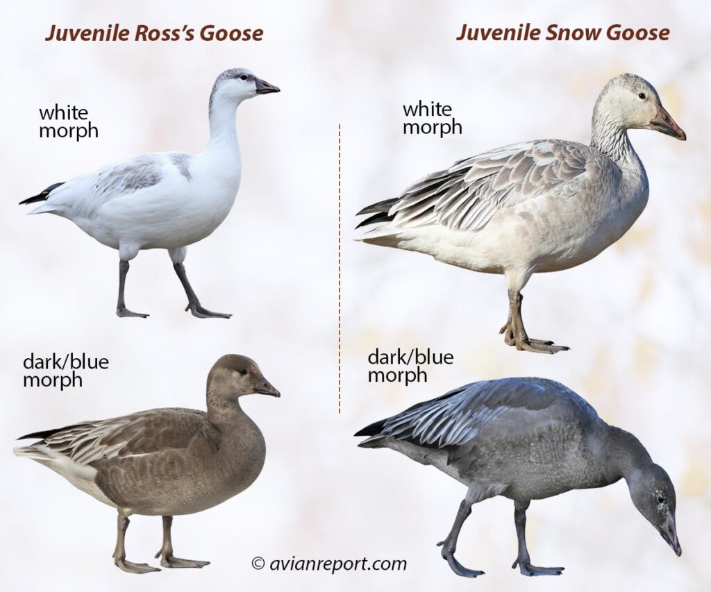 Snow Goose Reference Snow Goose vs. Ross’s Goose: Key Identification Field Marks - Avian Report