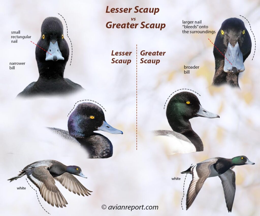 Header image featuring representative images of the highlight topics of the article Lesser Scaup vs Greater Scaup: Key Identification Field Marks. Structural differences in the head and wing pattern are the most important field marks to separate these two species. Two columns show the head profile, flying birds of both species highlighting identification field marks.