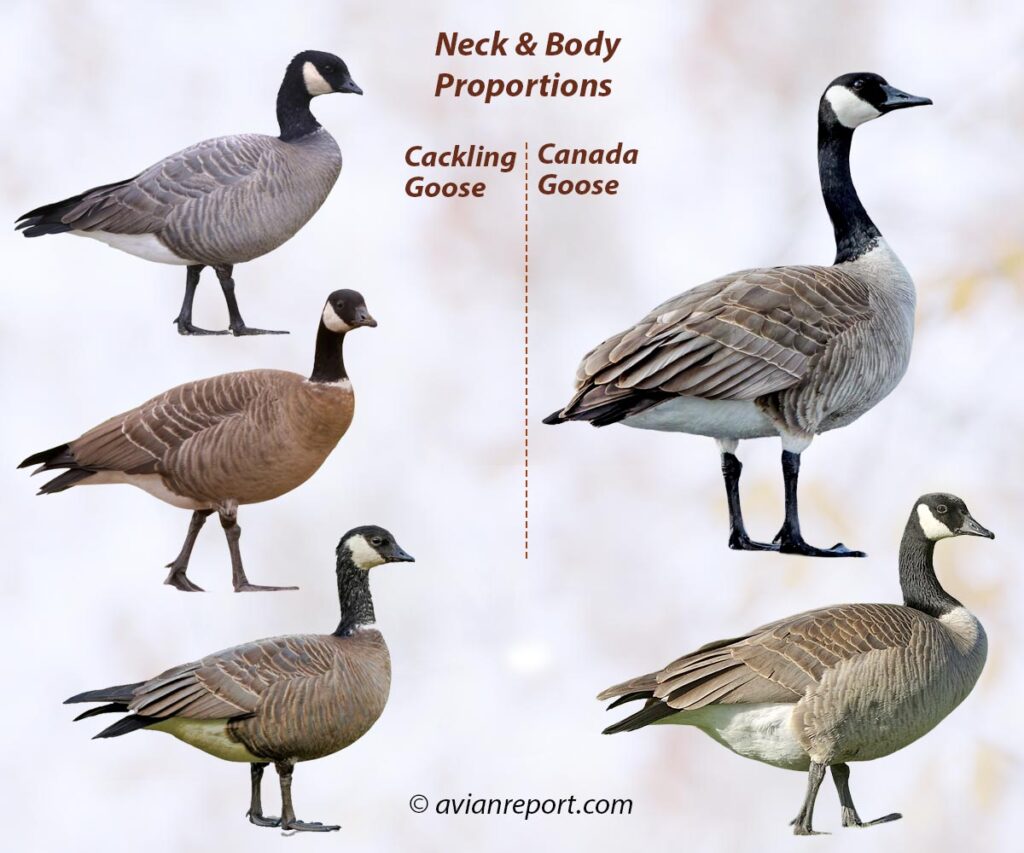 Canada Vs Cackling Goose Key ID Field Marks Explained Avian Report canada-vs-cackling-goose-key-id-field-marks-explained-avian-report