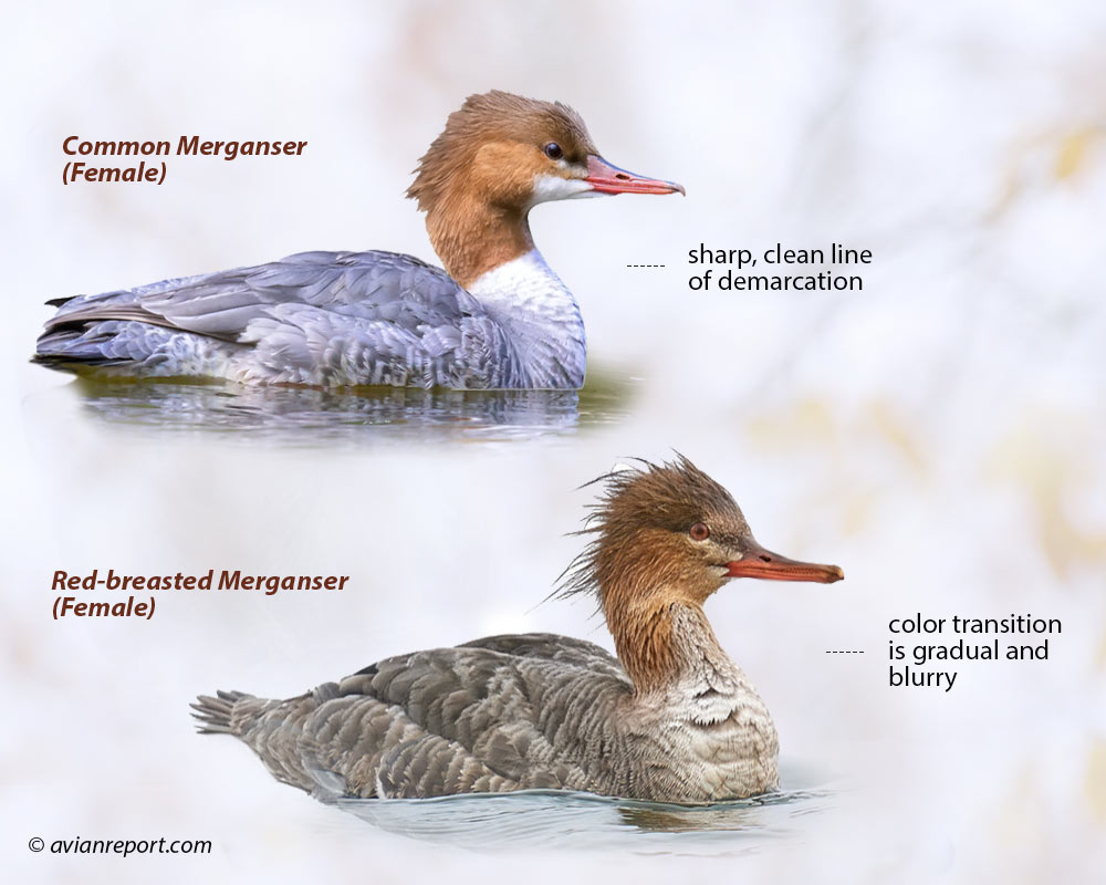 Side-by-side identification of female Common Merganser and female Red-breasted Merganser highlighting the sharp versus blurry neck plumage transition.