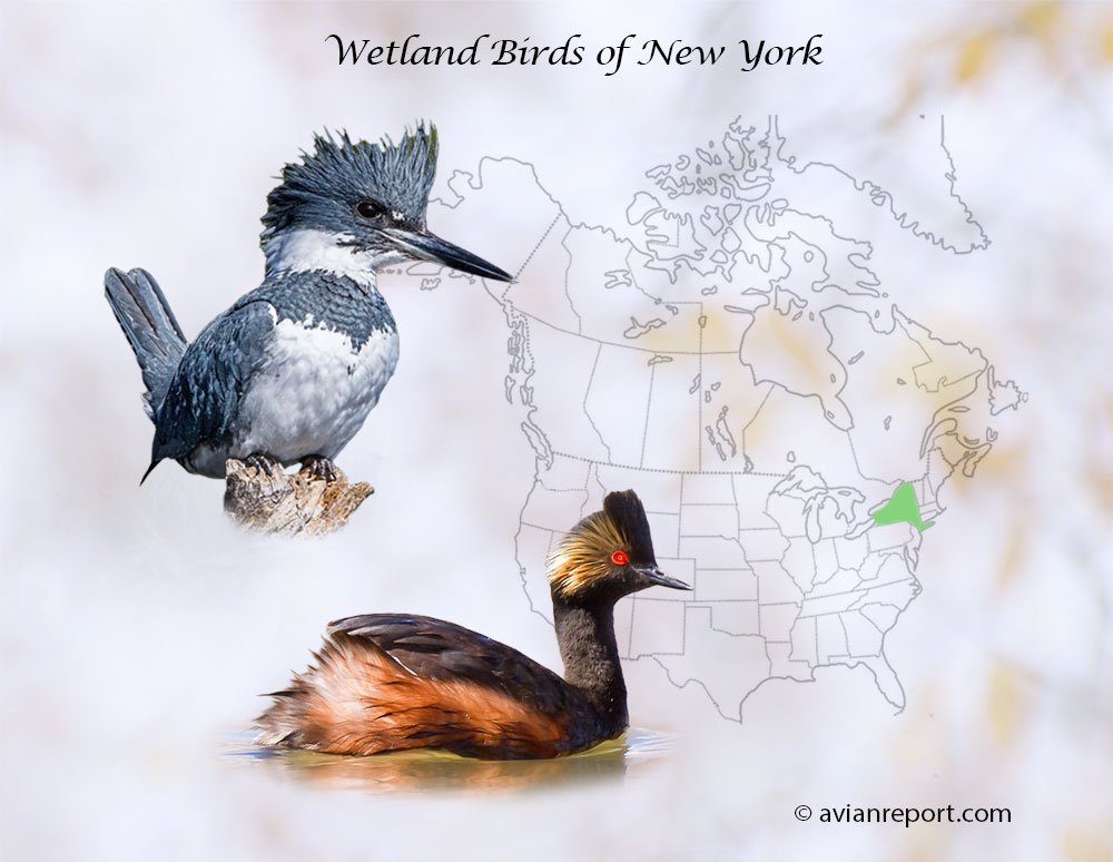 Header image for the “48 New York Wetland Birds: ID & Sound Guide” featuring a Belted Kingfisher and an Eared Grebe. The purpose is helping with the identification of wetland birds.