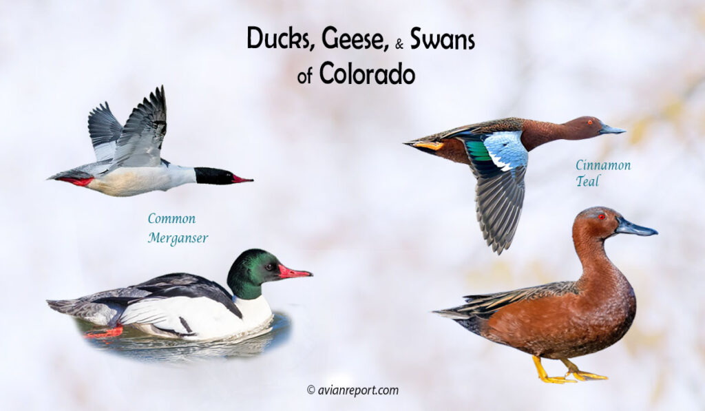 Header image for the “Colorado Ducks, Geese, and Swans: An 35-Species ID Guide” featuring a Common Merganser and Cinnamon, both swimming and in flight. The purpose is helping with the identification of waterfowl.