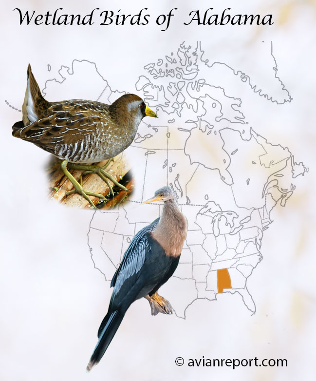 Header image showing a Sora and Anhinga with the State of Alabama highlighted in the map of USA.