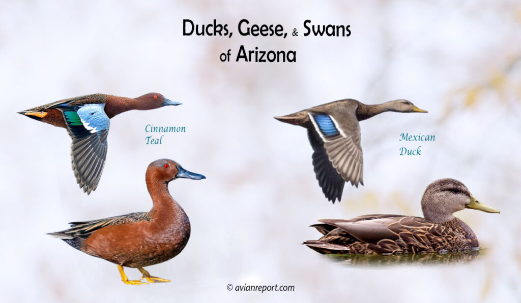Header image for the “35 Arizona Ducks, Geese, and Swans: ID & Sound Guide” featuring a Cinnamon Teal and Mexican Duck, both swimming and in flight. The purpose is helping with the identification of waterfowl.