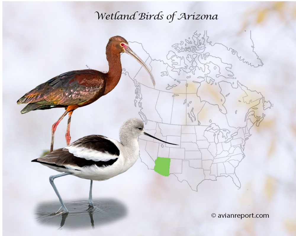 Header image for the “51 Arizona Wetland Birds” featuring a White-faced Ibis and an American Avocet. The backdrop is the map of the USA highlighting the State of Arizona.