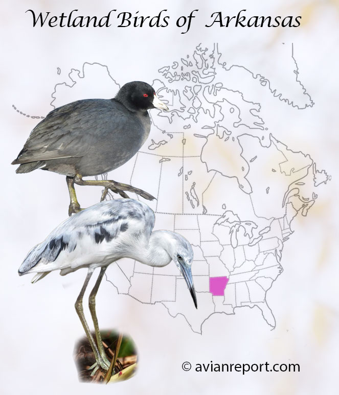 Header image showing an immature Little Blue Heron and an American Coot over a map of USA where Arkansas is highlighted.